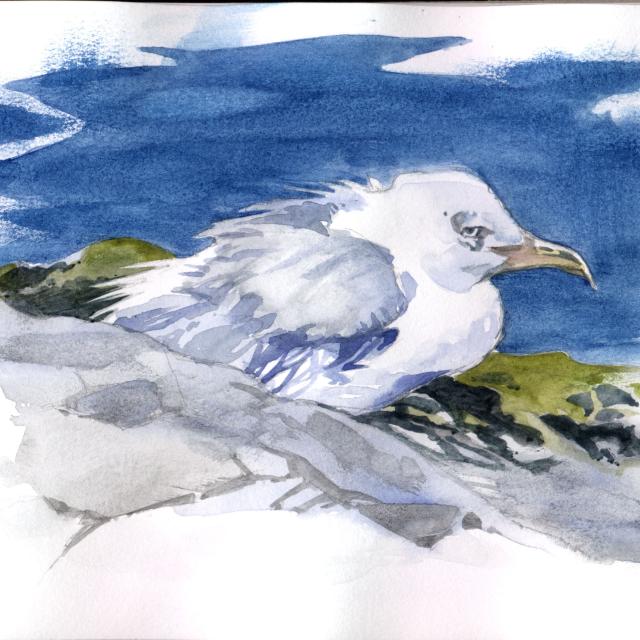 Noirmoutier - Mouette